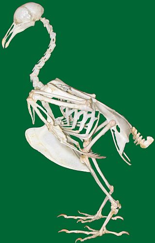 Image: Skeleton of a bird